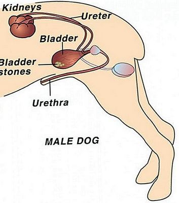 Urethrostomy - Urethrostomy คืออะไร?